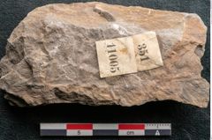 Foto (Detailansicht) von Asterophyllites equisetiformis Br. (NHMW-GEO-2024-0188-11005)